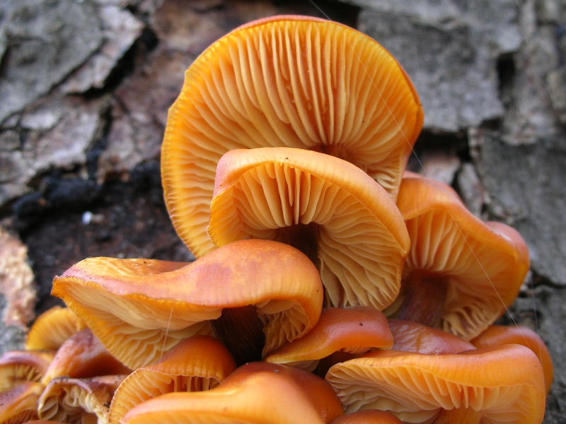 Flammulina velutipes ...